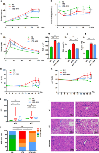 Figure 1. Akkermansia muciniphila protected against NASH in high-fat-diet mice. The body weight (a) and food intake (b) of mice were recorded. The blood glucose levels (c) and area under the curve (AUC) of the glucose tolerance test (GTT) at the 11th week (d) were recorded. The levels of fasting glucose (e) and TC (f) in serum were examined by biochemical tests at 18 weeks. (g-i) the levels of serum ALT and AST were measured at 8, 12, 16, 18 and 20 weeks. Data are shown as the mean ± SEM or the median with interquartile range. (j) Representative images of hepatic hematoxylin & eosin (H&E) staining. Scale bar, ×200 (left), ×400 (right). The blue arrows indicate the steatohepatitis foci of inflammation with clusters of inflammatory cells. (k) Liver NAFLD activity score (NAS) ratio. n = 8 mice/group. p values were determined using one-way ANOVA or the Kruskal‒Wallis test. *p < 0.05, **p < 0.01, ***p < 0.001. Groups: NC, normal chow control; HFD, high-fat diet; HFD + AKK, high-fat diet and oral treatment with Akkermansia muciniphila.