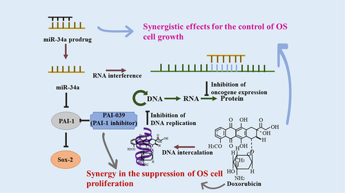 Figure 3. Combination therapy with doxorubicin and miR-34a/PAI-039. The detailed molecular mechanisms of the synergistic effects for OS were summarized in details. Doxorubicin and interference of miR-34a could inhibit oncogene expression and thereby suppress OS.