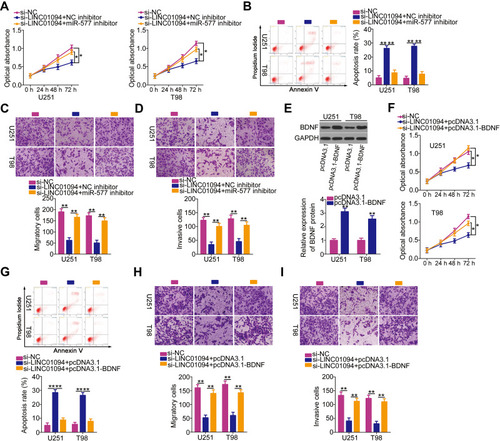 Figure 5 Inhibition of microRNA (miR)-577 or reintroduction of brain-derived neurotropic factor (BDNF) reverses the inhibited malignant characteristics of long intergenic non-protein coding RNA 1094 (LINC01094)-deficient glioblastoma (GBM) cells. (A) U251 and T98 GBM cells transfected with small interfering RNA specific for LINC01094 (si-LINC01094) in the presence of miR-577 inhibitor or negative control (NC) inhibitor were subjected to Cell Counting Kit (CCK)-8 assay to evaluate cell proliferation. (B) Flow cytometry analysis was utilized to determine the apoptosis of U251 and T98 cells that were treated as above described. (C, D) Migration and invasion assays were carried out to assess the migratory (C) and invasive (D) capacities of aforementioned cells. (E) BDNF protein expression levels in U251 and T98 cells transfected with plasmid encoding BDNF (pcDNA3.1-BDNF) or empty vector (pcDNA3.1) were detected by Western blotting. (F) U251 and T98 cells were cotransfected with si-LINC01094 and pcDNA3.1-BDNF or pcDNA3.1. The proliferation of transfected cells was detected by CCK-8 assay. (G) Flow cytometry analysis was employed in determining the apoptosis of U251 and T98 cells that were cotransfected with si-LINC01094 and pcDNA3.1-BDNF or pcDNA3.1. (H, I) Migration and invasion assays were used to analyze the migration (H) and invasion (I) of U251 and T98 cells after cotransfection with si-LINC01094 and pcDNA3.1-BDNF or pcDNA3.1. *P < 0.05 and **P < 0.01.