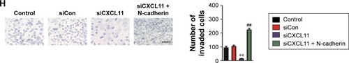 Figure 6 N-cadherin re-expression attenuates siCXCL11 mediated inhibition of proliferation, colony formation and mobility in SW480 cell.