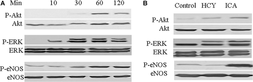 Figure 5.  Icariin (ICA) induced phosphorylation of ERK, AKT, eNOS in human umbilical vein endothelial cells (HUVECs). (A) HUVECs were incubated with 5 μM ICA for 10, 30, 60, 120 min, respectively, phosphorylated level of ERK, AKT, and eNOS was determined by western blot analysis. (B) HUVECs were incubated with 400 μM homocysteine in the presence of 5 μM ICA or not. The phosphorylated levels of ERK, AKT, and eNOS were determined by western blot.