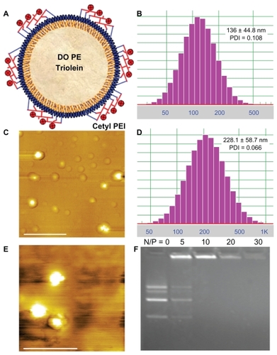 Figure 1 Characteristics of polycation lipid nanocarrier (PLN) and PLN/DNA complexes (PDC). (A) Scheme of PLN composed of cetylated polyethylenimine (PEI) 1200 (c-PEI), dioleoyl phosphatidylethanolamine (DOPE), and triolein; (B) size distribution of PLN; (C) atomic force microscopy image of PLN, scale bar = 1.0 μm; (D) size distribution of PDC (N/P ratio = 10); (E) atomic force microscopy image of the PDC (N/P ratio = 10), scale bar = 1.0 μm; (F) agarose gel electrophoresis of the complexes of PLN with plasmid DNA stained with ethidium bromide.