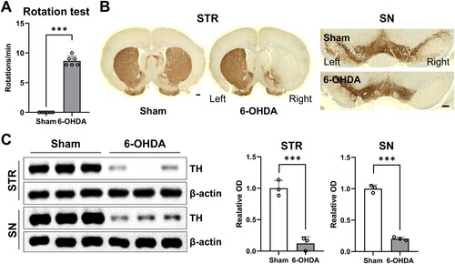 Figure 2. Ipsilateral impairments of nigrostriatal DAergic signaling in unilateral 6-OHDA-lesioned hemiparkinsonian rat models. (A) Apomorphine rotation test (n = 6 rats/group). (B) Representative photomicrographs (n = 3 rats/group) showing immunoreactivity of TH-positive cell bodies and fibers in the STR (scale bar = 1,000 μm) and SN (scale bar = 100 μm). (C) Immunoblots of TH expression in STR and SN (n = 3 rats/group). Data are expressed as the means ± SEs. 6-OHDA, 6-hydroxydopamine-lesioned group; DA, dopamine; Sham, sham-operated controls; STR, striatum; SN, substantia nigra; TH, tyrosine hydroxylase. ***P < 0.001.