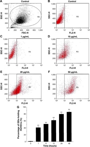 Figure 1 Internalization of CdTe QDs by HUVECs.Notes: (A) The region (R2) on forward/side scatter dot plot indicates gated cell population in flow cytometry analysis. The typical fluorescence distribution of (B) untreated HUVECs and CdTe QDs-holding HUVECs (R3) analyzed by flow cytometry after 1-hour incubation with (C) 1 µg/mL, (D) 10 µg/mL, (E) 20 µg/mL, and (F) 50 µg/mL CdTe QDs. (G) The time-dependent uptake of CdTe QDs by HUVECs. Data were represented as mean ± SD of four determinations. **P<0.01 compared with respective control.Abbreviations: CdTe QDs, cadmium telluride quantum dots; HUVECs, human umbilical vein endothelial cells; SD, standard deviation; SSC, side scatter; FSC, forward scatter.