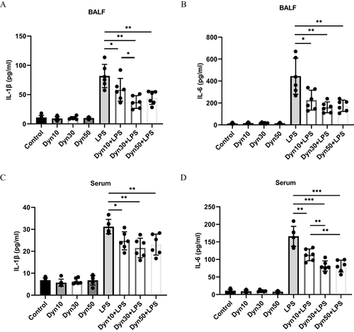 Figure 4 Different concentrations of dynasore reduced key proinflammatory cytokine production in vivo. (A and B) The effects of dynasore (10 mg/kg, 30 mg/kg, or 50 mg/kg) pretreatment were assessed 24 h after the intratracheal instillation of LPS (10 mg/kg). IL-1β and IL-6 cytokines were assayed in BALF of 8 groups of mice. (C and D) Assay of IL-1β and IL-6 cytokines in the serum of 8 groups of mice (control group, dynasore 10 mg group, dynasore 30 mg group, dynasore 50 mg group, LPS group, dynasore 10 mg + LPS group, dynasore 30 mg + LPS group, and dynasore 50 mg + LPS group, n = 6). Data (A–D) are shown as the mean ± SD. *p < 0.05; **p < 0.01; ***p < 0.001.