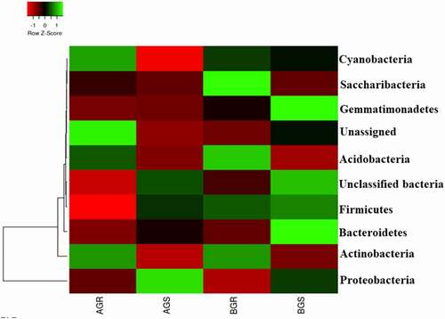 Figure 3. Taxonomic classification of bacterial phyla from roots and stem of growing sunflower Key: AGR = root samples from Itsoseng, BGR – root samples from Lichtenburg, AGS – stem samples from Itsoseng, BGS – stem samples from Lichtenburg.