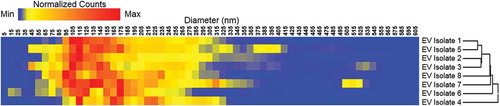 Figure 9. Heat map of scale-normalised (0–1,000,000) nanoparticle tracking analysis profiles (5–605 nm) depicting relative quantities of particles by size and their relationship based on hierarchical clustering. Data represent average readout from six nanoparticle tracking analysis measurements. EV: extracellular vesicle. Each line of the heat map is a representation of NTA size distribution for that particular nano-vesicle, with the colour gradient reflecting the lowest (blue) to highest (red) particle concentration for a given size range.