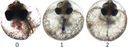 FIGURE 6. Effects of exposures to extracts of sediments from the Elizabeth River (Atlantic Wood Industries site) on the developing cardiovascular system in Atlantic killifish embryos. These embryos are offspring of adults collected from a reference site (King’s Creek). The “0” embryo shows a healthy 2-chambered heart (circled, just below eyes) and the bulbus arteriosis. The “1” and “2” embryos exhibit progressive malformation of the heart into what is referred to as a “stringy” or “tube” heart. These exposures do not produce this effect on offspring of adults collected from the Atlantic Wood site.