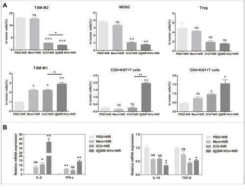 Figure 6 Evaluation of tumor microenvironment immunological markers. (A) Percentages of intra-tumoral immune-inhibitive (tumor-associated macrophage 2 (TAM-M2), Treg, MDSC) and immune-promoting (TAM-M1, CD4+Ki67+T, CD8+Ki67+T) cells analyzed using flow cytometry. (B) Relative mRNA expression of pro-tumoral and anti-tumoral cytokines analyzed using qRT-PCR. Data are expressed as mean ± SD. *, ** and ***Indicate significant levels at P < 0.05, P<0.01 and P < 0.001, respectively. Ns indicate not significant levels at P>0.05.