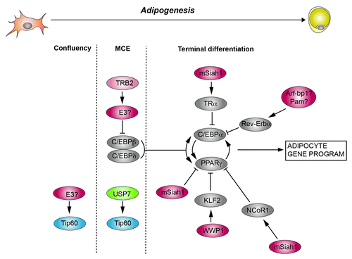 Figure 1. Protein (de)ubiquitination in adipogenesis. Indicated are the 3 stages of 3T3-L1 differentiation: growing to confluency, mitotic clonal expansion (MCE), and terminal differentiation. Also depicted are selected transcription factors and co-regulators that are subject to (de)ubiquitination. Ubiquitin E3 ligases are depicted in red, deubiquitinases in green. Please note that TRB2 itself is not an E3 ligase, but stimulates C/EBPβ ubiquitination through an unidentified E3 ligase.