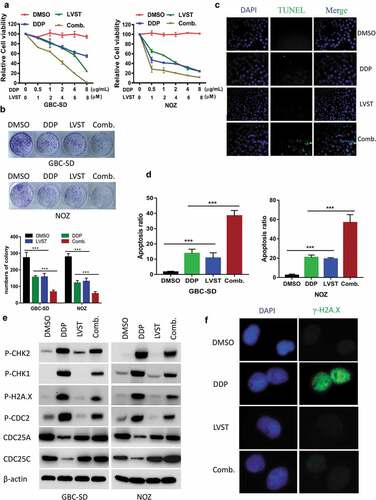 Figure 4. Cholesterol depletion synergistically sensitized GBC cells to cisplatin through impaired DNA damage. (a) Lovastatin promotes cisplatin sensitivity of GBC cells. 8 × 103 GBC cells or NOZ cells were plated into 96-well plates and treated with indicated concentrations of statin or cisplatin (DDP) for 48 h, analyzed by CCK8 assay. (b) Lovastatin elicits impaired the clonogenic viability of GBC cells induced by cisplatin (DDP). 5 × 102 GBC cells or NOZ cells were plated into 12-well plates overnight and treated with 10μM lovastatin (LVST), DDP (1μg/mL) or DMSO for 24 h. Plates were replaced with fresh medium and were incubated for an additional 2 weeks. Plates were then washed gently twice with PBS, fixed with 4% methanol for 30 min and stained with crystal violet staining solution. The number of colonies were counted and statistically analyzed. (c) Lovastatin facilitates cisplatin-induced DNA fragmentation of GBC cells. GBC cells were seeded on slides overnight and were treated with 5μM lovastatin for 12 h. Slides were then stained with TUNEL Apoptosis Assay Kit according to the protocol provided by the manufacturer. Before mounting, cells were counterstained with DAPI (4’,6-Diamidino-2-Phenylindole, Dihydrochloride). Slides were examined by fluorescence microscopy (Olympus DP72) or laser confocal microscopy (Olympus FV-1200), as indicated. Representative images are showed. TUNEL, Terminal deoxynucleotidyl transferase dUTP nick end labeling. (d) Lovastatin enhances cisplatin-induced cell apoptosis. Lovastatin GBC-SD and NOZ cells were treated with 10μM lovastatin, 1μg/mL cisplatin or in combination for 12 h. Cells were then prepared and stained with FITC Annexin V and PI staining solutions and were determined by Fluorescence-activated cell sorting (FACS). (e) Lovastatin-enhanced chemosensitivity was associated with compromised DNA Repair. GBC cells were incubated with lovastatin (10μM), cisplatin (1μg/mL) or a combination of lovastatin and cisplatin for 24 h. Cell lysates were prepared and subjected to western blot analysis using indicated antibodies. (f) Lovastatin attenuates H2A.X activation during DNA damage. Cells were treated with indicated drugs and were immunostained with phospho-H2AX (Green) and DAPI (blue)