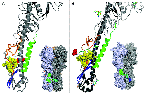 Figure 1. Structures of influenza A group 1 (A) and group 2 (B) hemagglutinin. Published crystal structures for H1N1 HA (pdb 3AL4) and H3N2 HA (pdb 1MQM) were compared by simplifying the trimers into “pretty” monomer formats revealing the tertiary positions of the sequential N-terminal HA1 region (orange), pre-fusion (light blue) and fusion region (yellow; with arginine 329 shown in red) loops, anti-parallel β sheet (royal blue) and finally the α-helical stalk region (green). Shown just below the pretty models are the corresponding 3D crystal structures with the discontinuous epitopes of the lead group 1 (mAb 53) and group 2 (mAb 579) antibodies, determined by PepScan methods. The identified epitope regions are colored according the fusion region domains as described above.