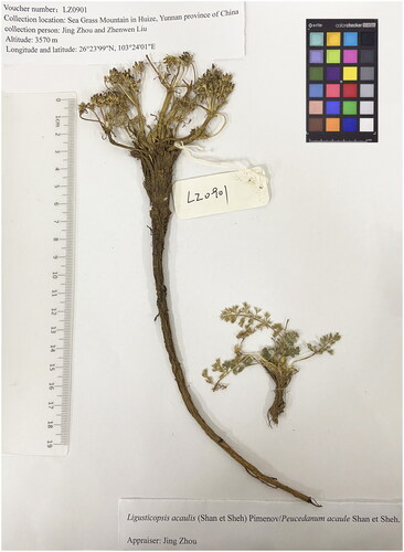 Figure 1. Morphological characteristics of L. acaulis. Herbs are perennial, 5–10 cm tall, long-cylindric root, 20–24 cm long. The specimen image was taken by the author Junmei Niu in School of Pharmaceutical Sciences and Yunnan Key Laboratory of Pharmacology for Natural Products, Kunming Medical University in September 2022, without any copyright issues.