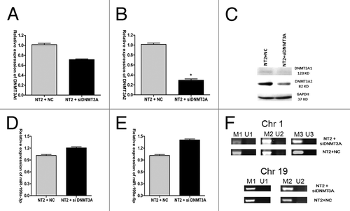 Figure 5. DNMT3A does not negatively regulate miR-199a expression via promoter methylation in NT2 cells. DNM3A1 mRNA expression (A), DNMT3A2 mRNA expression (B) and their protein levels (C) after transfection of siDNMT3A into NT2 cells. (D) MiR-199a-3p mRNA expression and (E) miR-199a-5p mRNA expression after transfection of siDNMT3A into NT2 cells. (F) pre-miR-199a promoter methylation on chromosome 1 and chromosome 19 in NT2 cells after siDNMT3A transfection.