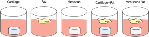 Figure 1. Experimental Design. Cartilage, fat and meniscus tissue samples were cultured alone or as co-cultures in serum-free medium. Media were exchanged and collected every 2 days for 2 weeks.