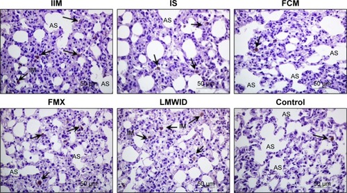 Figure 4 ED1 immunohistochemistry.