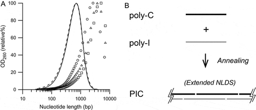 Figure 1. Distribution of the nucleotide lengths of poly-I, poly-C, and PIC prepared without heat treatment.(A) Representative Lp 0.7 kb poly-I molecules (dashed line), Lp 0.7 kb poly-C molecule (solid line), and PIC referred to as PIC400-400 (symbols). Three PIC400-400 preparations with the same set of poly-I and poly-C molecules are plotted with different symbols. (B) Schematic diagram of the extended NLDS in PIC400-400.