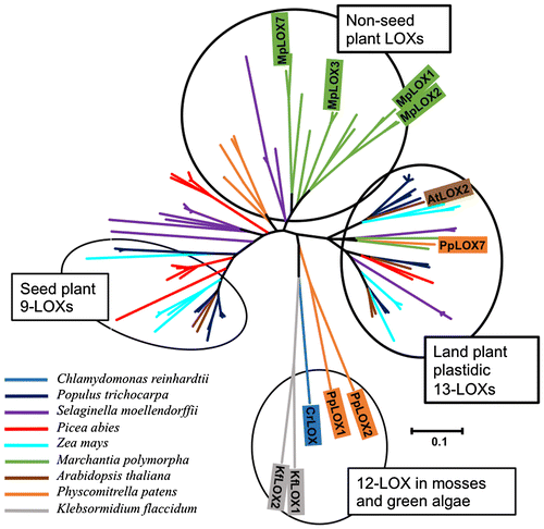 Fig. 2. Phylogenetic analysis of MpLOXs with the LOXs from C. reinhardtii, K. flaccidum, Marchantia polymorpha, P. patens, S. moellendorffii, A. thaliana, Z. mays, P. trichocarpa, and P. abies.
