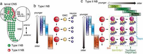 Figure 3. Temporal patterning in the central brain (a) Type I and Type II NBs in the CB and Type I NBs in the VNC in the larval CNS. NBs in the OL are not shown. (b) In the developing central brain, a Type I NB sequentially differentiate over time and produce multiple GMCs and neurons (and/or glial cells). A Type I NB sequentially expresses Cas, Svp, Chinmo/Imp/Lin28 and Broad/E93/Syp. (c) A Type II NB sequentially expresses Cas/D, Svp, Chinmo/Imp/Lin28 and Broad/E93/EcR-B1/Syp producing multiple INPs. An INP then sequentially expresses D/Sp1, Grh/Hbn/TfAp2, Ey/TfAp2 and Scro. Younger INPs and their progeny tend to express Bsh, D and Sp1 (light green box). Older INPs and their progeny tend to express Toy, Repo, TfAp2 and Fas3 (dark green box). Bsh-positive neurons are produced from younger INPs that derive from older NBs (Orange box). Repo-positive glial cells are produced from older INPs that derive from younger NBs (light blue box).