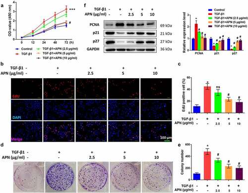 Figure 3. Effects of APN on HELF cell proliferation. HELF cells were treated with TGF-β1 and different concentrations of APN. Cell proliferation was measured by (a) MTT and (b) EdU assays. (c) Quantitative results of cell proliferation. (d) Colony formation of cells was measured and representative images were shown. (e) Quantitative results of colonies. (f) Expression of proliferation-related proteins was analyzed by western blotting. n = 3. * p < 0.05 vs. nontreated group. # p < 0.05 vs. TGF-β1-treated group.