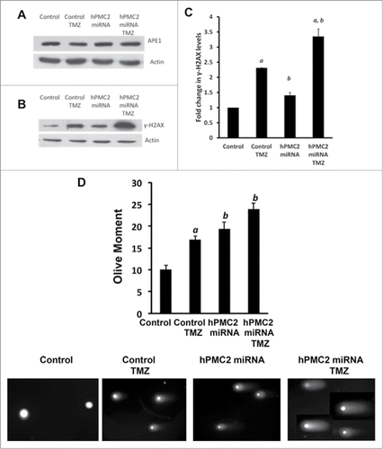 Figure 5. TMZ-induced increase in DNA damage in hPMC2 downregulated MDA-MB-231 cells. MDA-MB-231 cells were transfected with hPMC2 miRNA and were either untreated or treated with 250 μM TMZ for 24 hours and analyzed via Western blot for APE1, γ-H2AX, and actin levels. (A) Representative protein gel blot of APE1 and actin levels of 2 independent experiments. (B) Representative western blot of γ-H2AX and actin levels of 2 independent experiments. (C) Quantification of γ-H2AX expression in MDA-MB-231 cells. γ-H2AX expression in control cells was given an arbitrary value of 1 and γ-H2AX expression in downregulated cells was plotted relative to control. Error bars indicate SEM of 2 independent experiments. a, significance (P < 0.05) vs. untreated cells; b, significance (P < 0.05) vs. control transfected cells with the same treatment. (D) Cells were analyzed using comet assay. Results are expressed in terms of the Olive Moment, which is the summation of each tail intensity integral value, multiplied by its relative distance from the center of the head and divided by the total comet intensity.