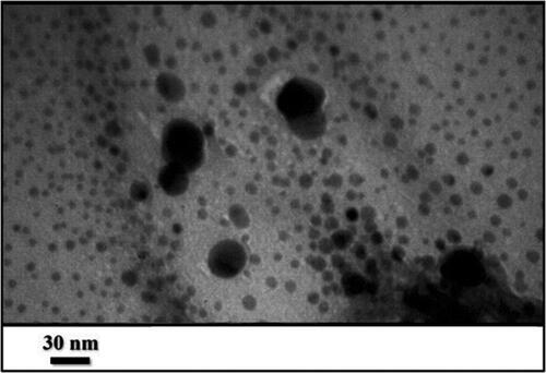 Figure 5. TEM image of Au@O. Gum NPs.