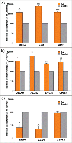 FIGURE 4. Expression of keratocyte markers at the transcriptional level. Total mRNA from cells embedded in compressed collagen gels cultured for 30 d in control (gray) and +RA (orange) was extracted and analyzed by RT-PCR. Gene expression was normalized relative to that of control group. Data (mean ± SD) were obtained from 3 independent experiments (n = 3) and compared using t-test (*, ** and *** correspond to P < 0.05, <0.01 and <0.001, respectively).