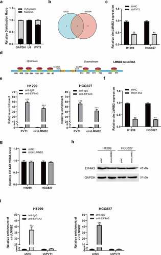 Figure 4. PVT1 recruited EIF4A3 to enhance circLMNB2 expression. (a) The nucleus and cytoplasm distribution of PVT1 was detected in H1299 and HCC827 cells. (b) The intersection of circRNAs regulated by EIF4A3 predicted by ENCORI and CSCD. (c) The relative expression of circLMNB2 was measured in H1299 and HCC827 cells transfected with shPVT1 or shNC. ** p < 0.01. (d) The graphic image showing the binding sites between EIF4A3 and LMNB2 mRNA. (e) The relative abundance of circLMNB2 with EIF4A3 was measured using RIP assay. *** p < 0.001. (f) The relative expression of circLMNB2 was detected in cells transfected with shEIF4A3 or shNC. ** p < 0.01. (g and h) EIF4A3 expression at mRNA and protein levels was detected by qPCR and western blot in cells transfected with shcircLMNB2 or shNC. (i) The interaction between EIF4A3 and circLMNB2 was detected in PVT1-knockdown H1299 and HCC827 cells by RIP. ***p < 0.001.