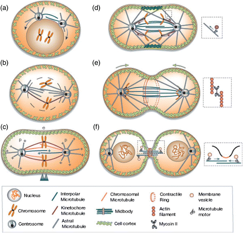 Figure 25. (a) Prophase. Duplicated centrosomes migrate around the nucleus. (Centrosomes, consisting of a pair of previously replicated centrioles surrounded by pericentriolar material, nucleate MT assembly and organize spindle poles.) (b) Prometaphase. The nuclear envelope breaks down allowing MTs to move chromosomes to the equator (e) in a process termed congression. (c) Metaphase. Sister chromatids (double arrowheads) face opposite poles (p). MTs are oriented with their plus-ends distal to the poles, and are organized into four sets, namely: astral MTs linking spindle poles to the cell cortex; chromosomal MTs linking chromosome arms to poles; kMTs linking poles to kinetochores; and ipMTs linking the two poles. (d) Anaphase A. Chromatids are moved to opposite poles (segregation). (e) Anaphase B. Pole–pole spacing increases. During late anaphase, the division plane is determined by a mechanism involving spindle–cortex interactions and the cleavage furrow containing a contractile ring assembles from actomyosin II and begins to contract. (f) Telophase/cell–cell scission. Nuclear envelopes reassemble around decondensing segregated sisters. The contractile ring contracts (furrow ingression) developing a barrier between the daughter cells and constricting the spindle mid-zone (the array of ipMTs lying between separated chromatids) into a structure called midbody (the remnant of the mid-zone). During abscission, the furrow “seals” and separates the daughter cells, apparently involving vesicle transport/exocytosis. Reprint from Scholey et al. Citation294 with permission from Macmillan Publishers Ltd: Nature 422, 2003.