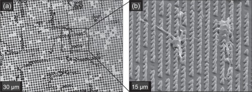 Figure 7 Phase contrast (a) and SEM (b) images of cells on 5 μm POSTS. Cells tended to grow in an orthogonal manner between and along the array of posts, which form an equivalent channel-like texture.