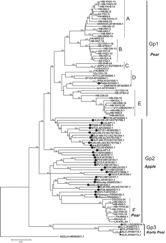 Fig. 1 Phylogenetic trees of complete CP (a) and TGB (b) sequences of ASPV isolates in this study and global isolates available in GenBank. Reference isolates are named according to their isolate name with GenBank accession numbers. Isolates reported herein are indicated by isolate abbreviations and number followed by the sequenced CP or TGB clone number. Sequences isolated from apple are indicated with the symbol ●, whereas sequences from Korla pear are denoted with the symbol ▲ and all other sequences are from pear isolates. The tree was constructed by the neighbour joining method implemented by MEGA6. Bootstrap analysis with 1000 replicates was performed. Only ≥50% bootstrap values are shown, and branch lengths are proportional to the genetic distances. Bar, 0.05 substitutions per site.