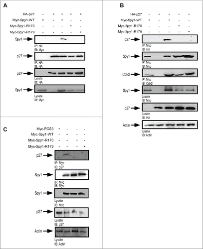 Figure 2. R170 and R179 mutants of Spy1 abrogate binding to p27. 293 cells were transfected with constructs indicated above the panels and treated with MG132 prior to lysis. Equal amounts of protein was subject to IP/IB as indicated below each panel (upper panels). For each experiment cell lysates were also run and blotted to demonstrate transfection efficiencies (lower panels). (A) Overexpression of all constructs and IP for HA-tagged p27. (B) Overexpression of all constructs and IP for Myc-tagged Spy1 constructs. (C) Transfection of Spy1-WT or mutant constructs and analysis using endogenous p27. Cells were maintained in 2% serum containing media for 14 hr following transfection to elevate endogenous p27 levels. All experiments reflect one representative experiment of 3.