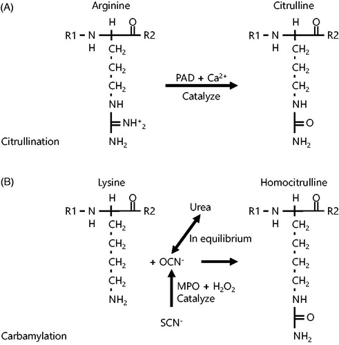 Figure 1. Citrullination and carbamylation (adopted from Shi et al. [Citation1] with some modifications). Citrullination is the conversion from arginine to citrulline (A) and is catalyzed by PAD with calcium ions. Carbamylation is the conversion from lysine to homocitrulline (B) and is an irreversible chemical reaction induced by cyanate. Cyanate exists in equilibrium with urea, or is produced from thiocyanate enzymatically by MPO and H2O2. The difference in citrulline and homocitrulline is only one carbohydrate. PAD: Peptidyl arginine deiminase; MPO: Myeloperoxidase.