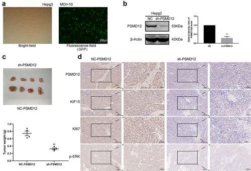 Figure 8. PSMD12 enhances the tumorigenic ability of liver cancer cells in vivo. (a) The transfection efficiency of PMD12 knockdown in HepG2 cells. (b)The knockdown efficacy of PSMD12 in HepG2 cells. (c) Xenograft pictures and the tumor weight of HepG2 cells with or without sh-PSMD12 (N = 4). (d) Immunohistochemistry staining of PSMD12, KIF15, Ki67 and p-ERK in xenograft tissues with or without sh-PSMD12.