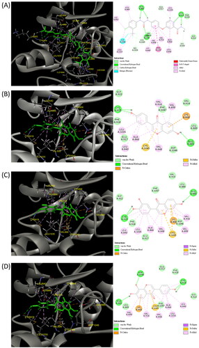 Figure 3. Three-dimensional (3D) and two-dimensional (2D) schematic diagrams of the docking poses of sorafenib (A), Daidzein (B), 734THIF (C), and 784THIF (D) within the VEGFR2 active site (PDB code 4ASD). Green structures in the 3D plot: the analysed compounds.