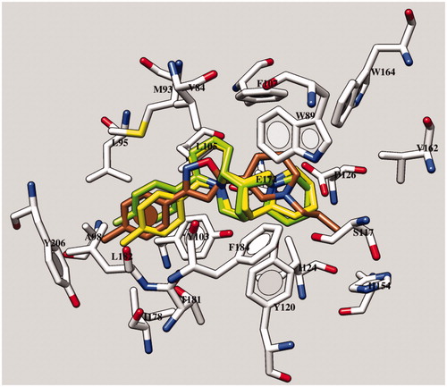 Figure 7. Docking mode of 7b and of 7e within the X-ray crystallographic data of the human sigma-1 receptor and of the ligand PD144418 (C atom; brown). The most important residues are labeled.