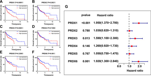 Figure 3 The role of PRDXs in the overall survival and prognosis in patients with OSCC (TCGA cohort). (A–F) Kaplan–Meier method and the Log rank test for PRDXs; (G) Cox proportional hazards regression analysis for PRDXs.