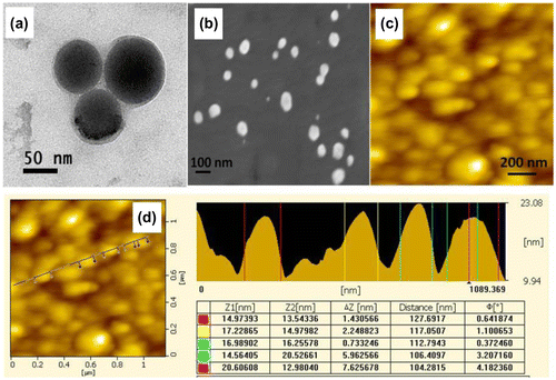 Figure 2. TEM, SEM, and AFM micrographs of the purified DLL-I nanoparticles. (a) Transmission electron micrograph of the purified DLL-I lectin nanoparticle. (b) Scanning electron micrograph of the purified DLL-I lectin nanoparticle. (c) AFM images of DLL-I nanoparticles. (d) Cross-sectional line profile of the AFM image of DLL-I lectin nanoparticles.
