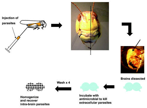 Figure 4. Locusts as an in vivo model to study parasitic infections of the central nervous system. Parasites are injected into locusts’ abdomen and brain dissected out to study microbial invasion of the central nervous system. Briefly, locusts are killed and head capsules are removed from the body. Left side of the head is removed by a sagittal cut and brains are dissected out using forceps to demonstrate the presence of neuropathogens.