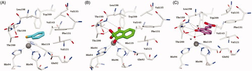 Figure 7. Active site view of hCA II complexed to A) selenol 11 (pdb 6hX5) Citation96, B) ninhydrin 10 (predicted in silico)Citation127 and C) catechol derivative 12 (pdb 6YRI) Citation128. H-bonds are represented as black dashed lines. The Zn(II) ion (grey sphere) and residues involved in its coordination and some active site residues near the binding of inhibitors are shown in CPK colours. Water molecules are shown as red spheres.