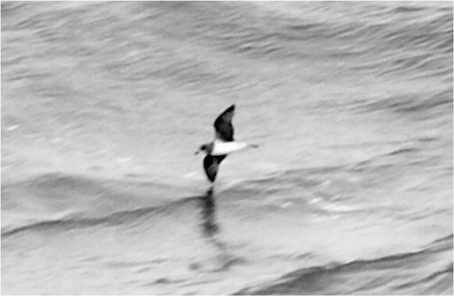 Fig. 2 Soft-plumaged petrel, north-east of the South Orkney Islands, February 2012. Photo: J.L. Orgeira.