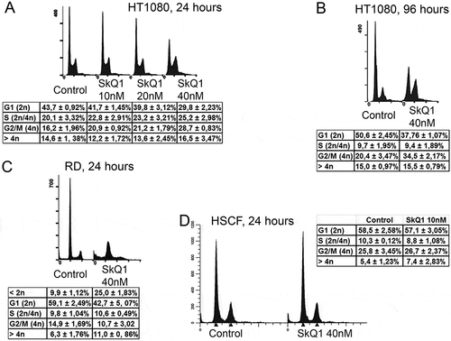 Figure 3. SkQ1 induced cell cycle changes in НТ1080 and RD. A. Cell cycle analysis of the control and SkQ1-treated HT1080 cells (10 nM, 20 nM, 40 nM, 24 hours). Statistically significant difference of data by Student t-test was demonstrated for G1 and G2/M periods after 20 nM (р < 0.05) and 40 nM (р < 0.01) SkQ1 treatment as compared with control. B. Cell cycle analysis of control and SkQ1-treated HT1080 cells (40 nM, 96 hours). Statistically significant difference of data by Student t-test (р < 0.01) was demonstrated for G1 and G2/M periods C. SkQ1 increased apoptotic, < 2n (р < 0.01) and decreased G1 (р < 0.05) cell populations in RD. D. Cell cycle analysis of control and SkQ1-treated (24 hours) HSCF cells. Flow cytometry analysis after staining with propidium iodide. Data are mean ± SEM.