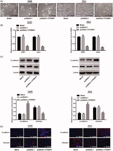 Figure 3. Over-expression of PTENP1 on EMT biomarkers in CasKi and HeLa cells. (A) cell morphology of CasKi and HeLa cells under an inverted microscope (×100); (B) qRT-PCR showed decreased mRNA expression of ZEB1 and Snail in cells of pcDNA3.1-PTENP1 group; (C) elevated expression of E-cadherin and decreased expression of Vimentin in cells of pcDNA3.1-PTENP1 group; (D) Immunofluorescence showed overexpressed E-cadherin and reduced Vimentin in pcDNA3.1-PTENP1 group; *compared with blank group, p < .05