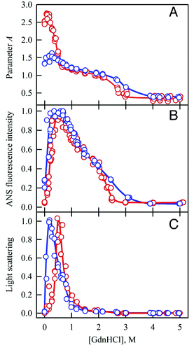 Figure 4. Actin aggregation induced by low concentrations of GdnHCl. The dependence of parameter A (A), ANS fluorescence intensity (B), and of light scattering (C) of the solutions of initially inactivated actin (blue) and initially native actin (red) after 24 h of incubation in a solution of GdnHCl. The protein concentration is 0.15 mg/ml, ANS concentration is 5 × 10−5 M. The figure is modified from Povarova et al. (2010).Citation106