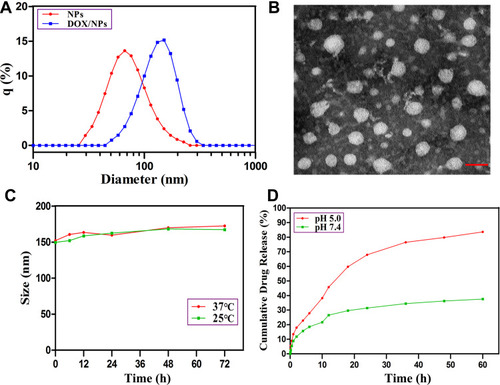 Figure 1 Characterization of DOX/NPs. (A) The size distribution of NPs and DOX/NPs. (B) TEM images of DOX/NPs. (C) The size changes of DOX/NPs in different temperatures and times. (D) The cumulative DOX release profiles of DOX/NPs in physiological and acidic conditions at 37°C. The scale bar of the TEM is 200 nm. The data represent mean ±SD. n=3–4.