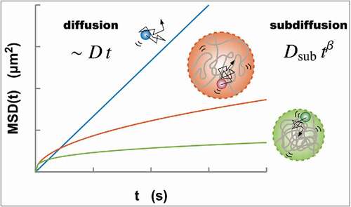 Figure 1. Normal diffusion (blue) of a particle driven by thermal noise characterized by the MSD, which is proportional to both the diffusion coefficient D and time t. Meanwhile, the diffusive movement of a monomer within a polymer globule represents the subdiffusion MSD(t)=Dsubtβ due to the structural restriction of the globule. A larger globule results in higher mobility of a monomer (orange, upper). As is shown in Eq. (Equation2(2) MSD(t)=Dsubtβ (0<β<1);Dsub∝R2df2+df  and  β=2α2+df,(2) ), as a polymer globule becomes smaller and more compact, the MSD also becomes smaller (green, lower)