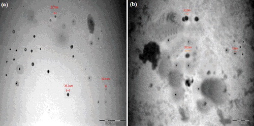 Figure 3. Transmission electron micrograph of Arg–NiGs (a) and NiGs (b) [Citation21].