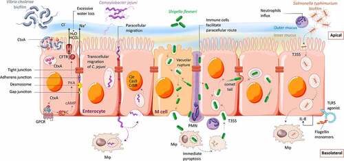 Figure 1. Overview of key infectious mechanisms of enteric bacteria revealed using 2D monolayer cultures. Illustration showing the mechanism of invasion and bacteria-host interactions for Vibrio cholerae, Campylobacter jejuni, Shigella flexneri and Salmonella Typhimurium. AC = adenylate cyclase; CdtB = virulence factor with DNase I activity; CjeCas9 = virulence factor causing unspecific DNA damage; CtxA = cholera toxin A; GPCR = G-protein coupled receptor; Mφ = macrophage; PMN = polymorphonuclear leukocyte; T3SS = type III secretion system.