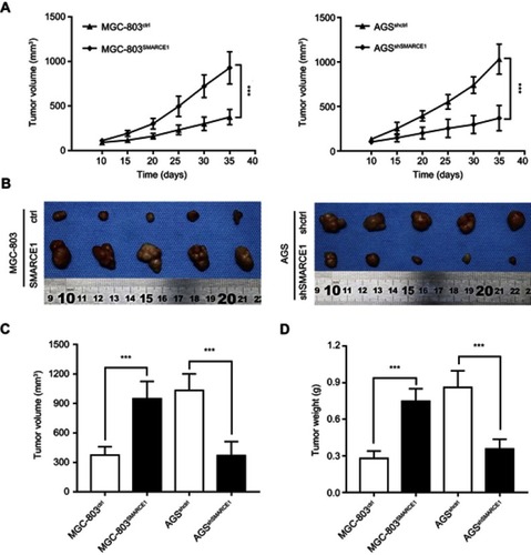 Figure 5 SMARCE1 significantly promotes GC cell growth in vivo.Notes: (A) The tumor growth dynamic curve showed that tumors derived from overexpressed SMARCE1 GC cells grew faster than those derived from control cells. In contrast, knockdown of SMARCE1 inhibited GC cell growth. (B) Subcutaneous tumor model to observe the effect of SMARCE1 on GC growth in vivo. (C) Tumor volume was calculated. (D) Tumor weight was measured. The data are shown as the mean ± SD. ***P<0.001.Abbreviation: GC, gastric cancer.