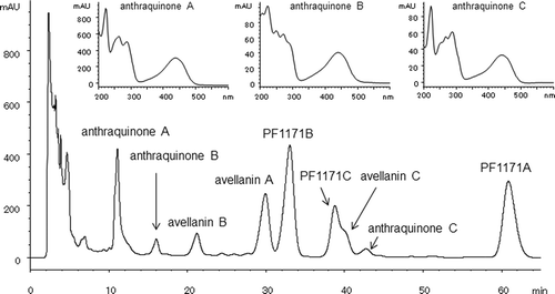 Figure 4. HPLC chromatogram of culture extract of H. paravellanea NRRL35714 (shaking culture, supermalt, 4 days, HPLC condition B monitored at 254 nm).